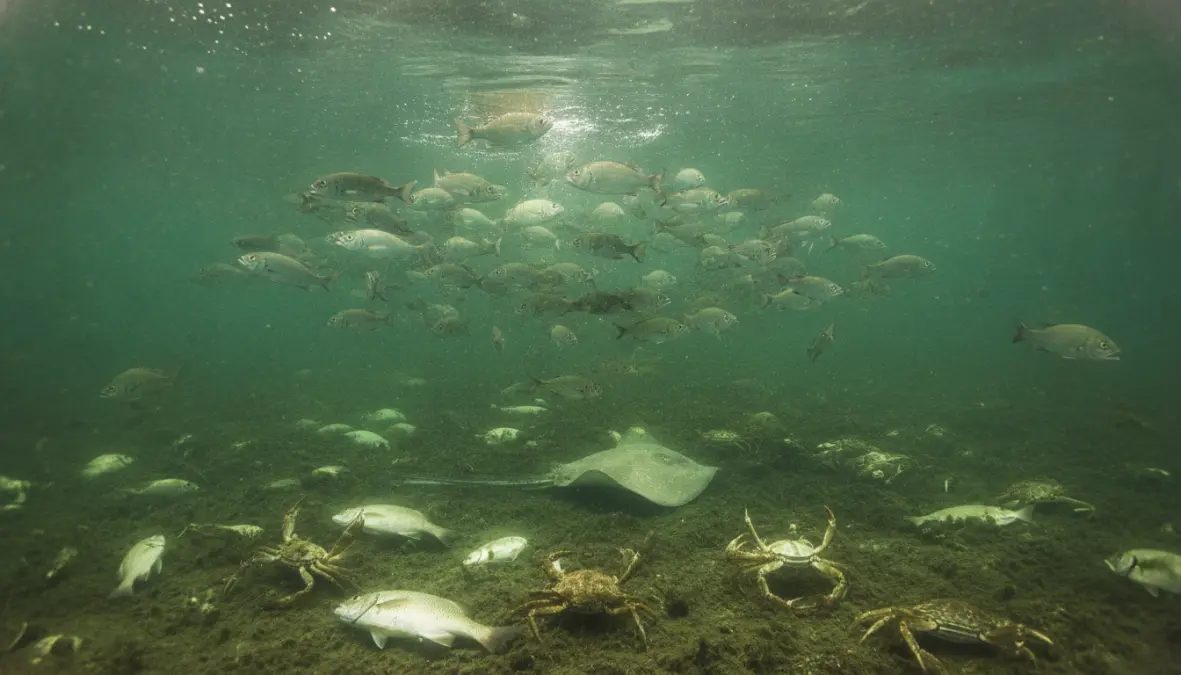 Marine life affected by ocean deoxygenation and hypoxic conditions in dead zone ecosystem